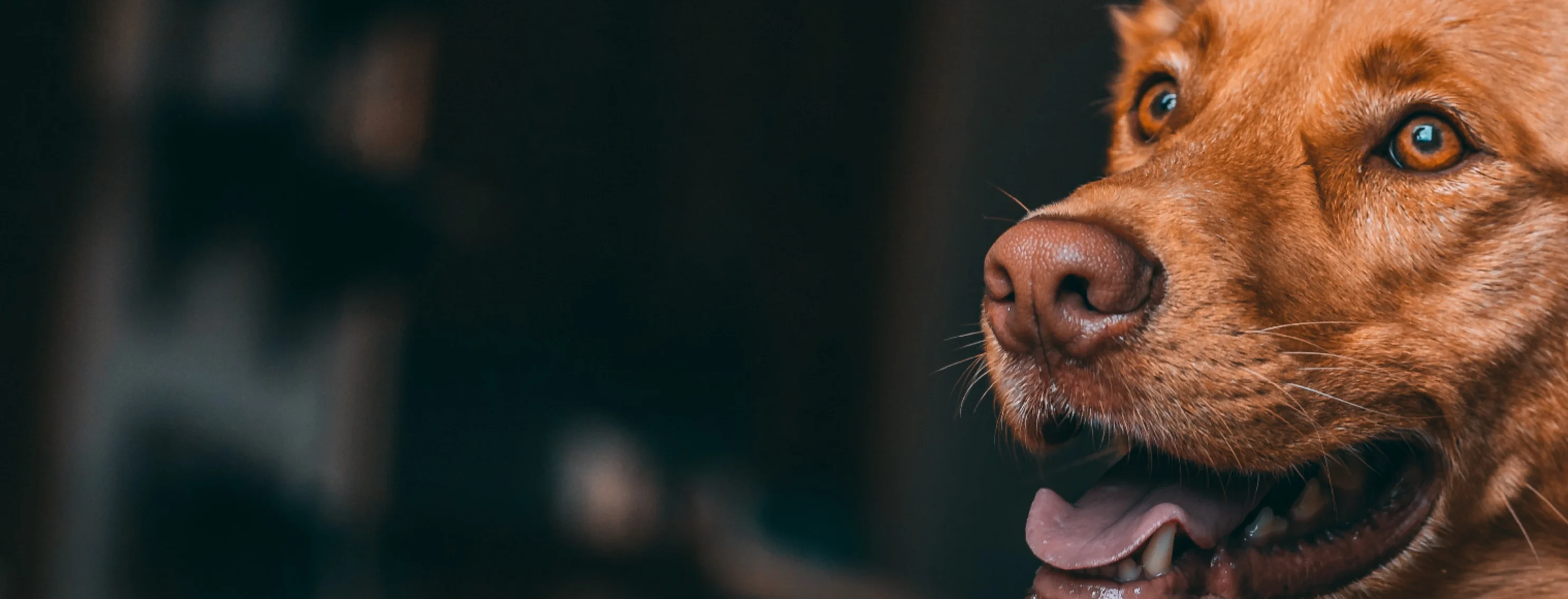 A photo of a brown dog staring into the distance